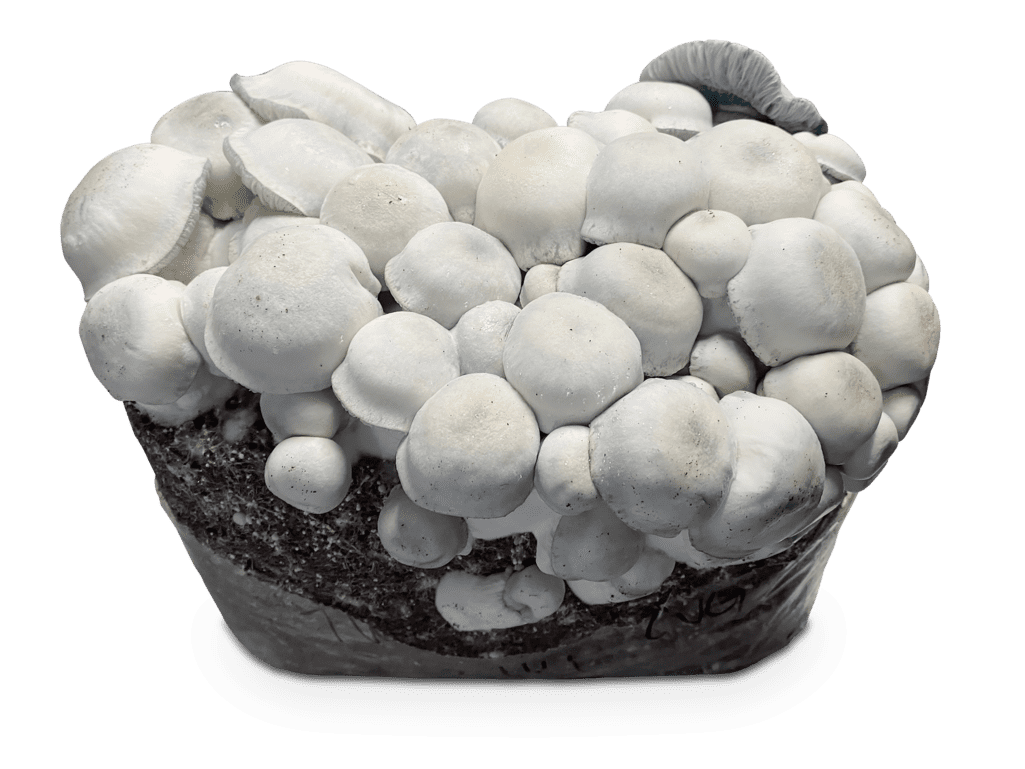 Pan de setas Tidal Wave Ape