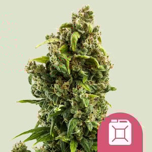 ROYAL QUEEN SEEDS Sour Diesel Feminizada