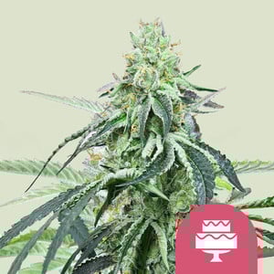 ROYAL QUEEN SEEDS Wedding Gelato Feminizada